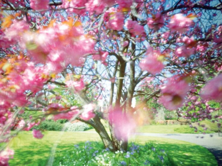 Why I wept at spring’s arrival