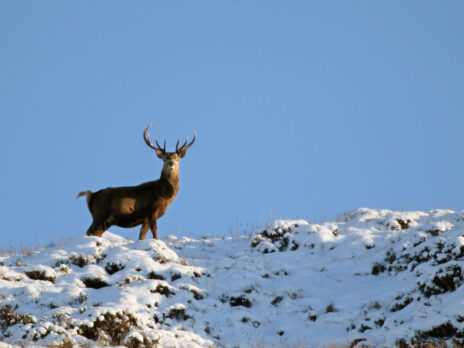John Burnside on nature: the threat to Scotland’s wild north