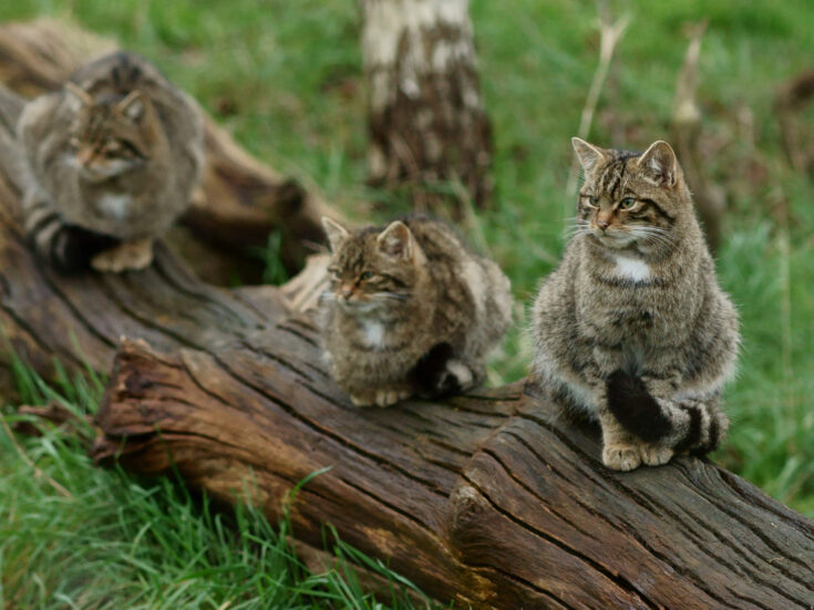 Letter of the week: Counting Scotland’s wildcats