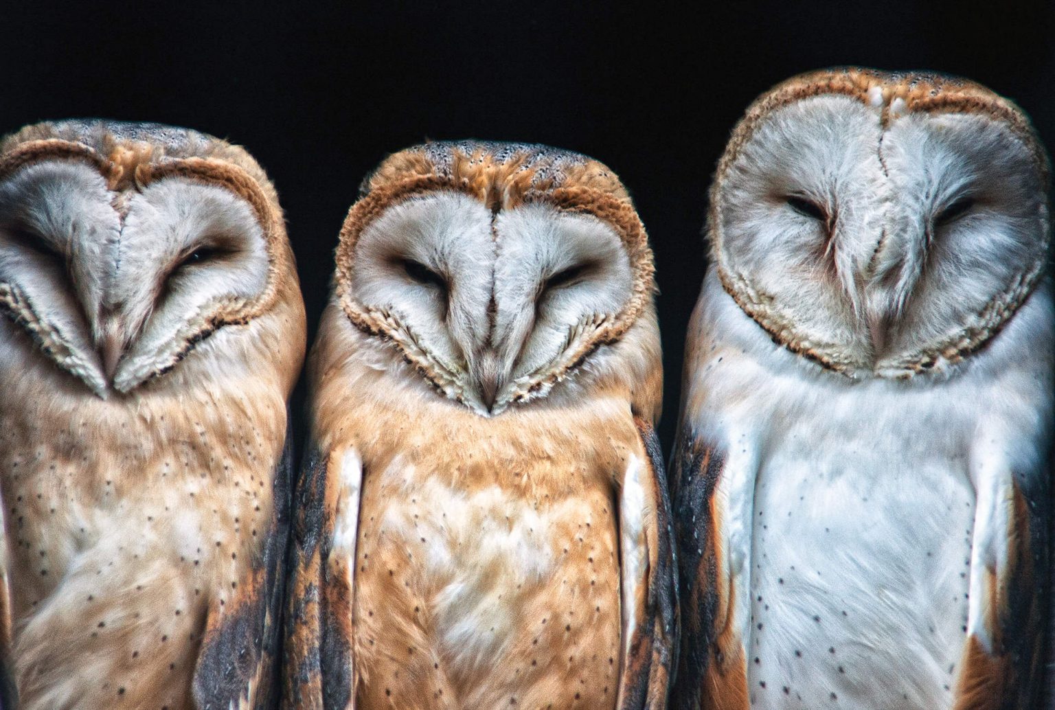 Befriending barn owls the spirits of the night
