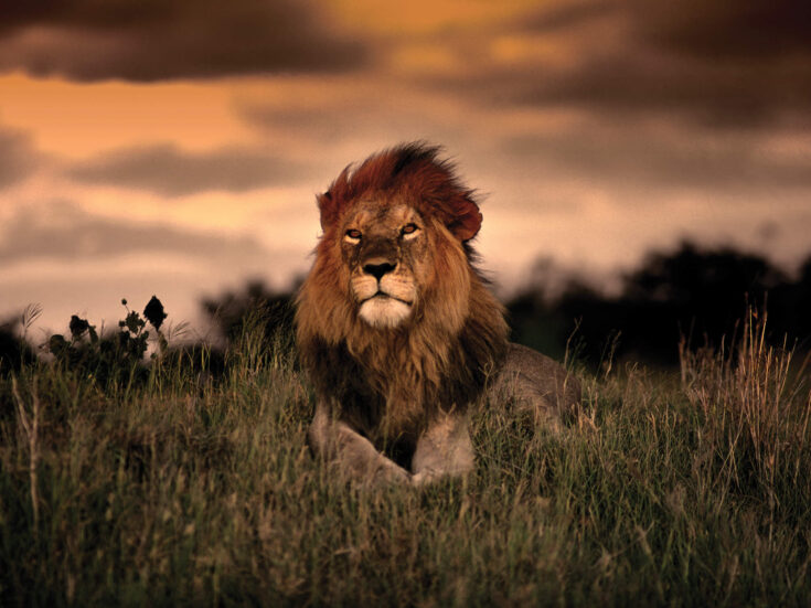 Why humans need to rethink their place in the animal kingdom