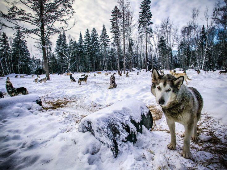 The Wolf is a profound account detailing the return of the world’s most enduring carnivore