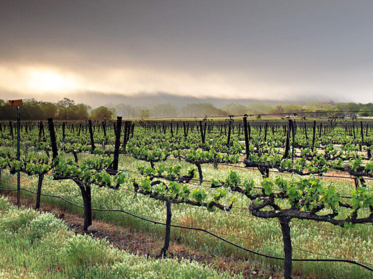 The longevity of Californian wines – survivors of fires, earthquakes and the Prohibition