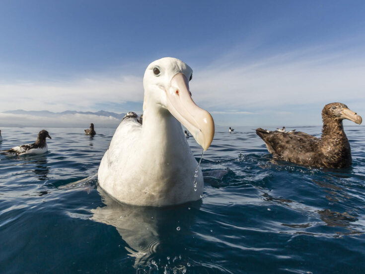 Why seabirds remain the most mysterious creatures of all