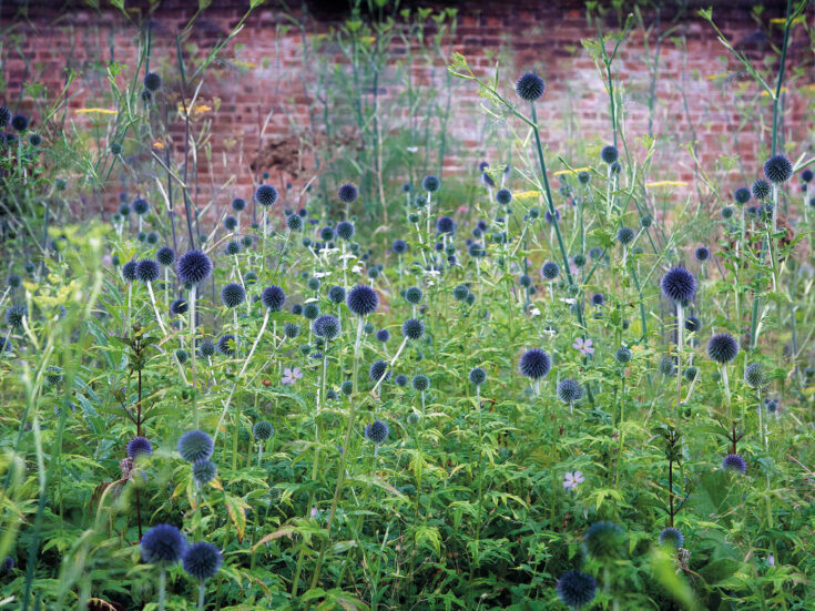 Don’t make the mistake of thinking you’re saving the world by growing wild flowers