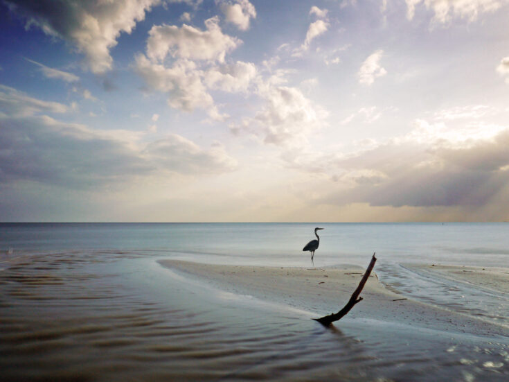 To me, the grey heron is the master cricketer of the shore