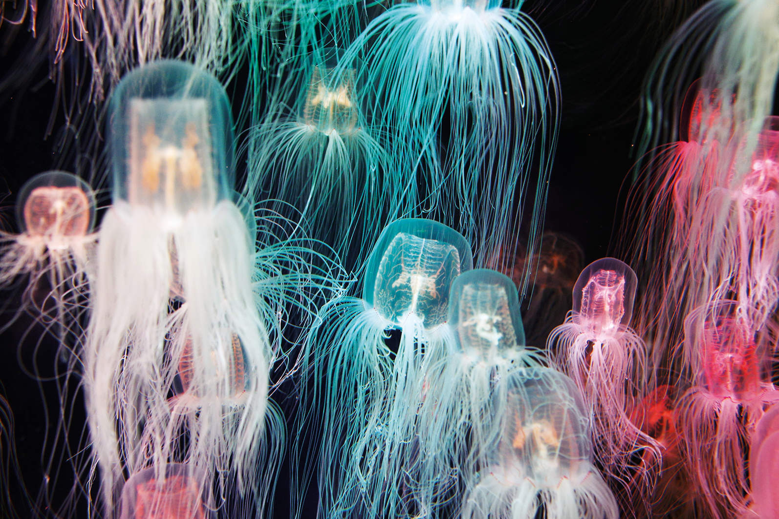The horror and the wonder of jellyfish