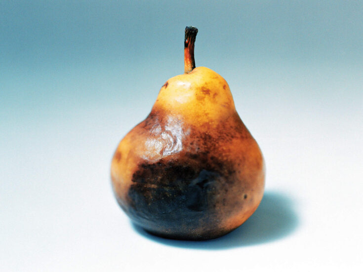 Don’t sit and watch your fruit turn brown – get in early and wage war on the spores