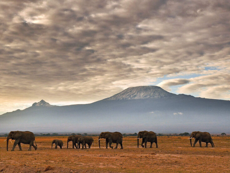 Poached: exploring the human impulse to eat, shoot, wear, abuse and trade wild animals