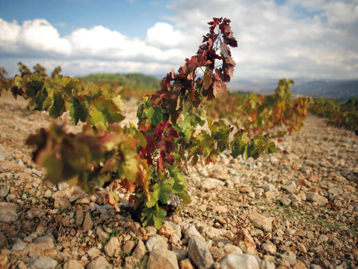 The teetotal Ottoman sultan who gave French monks free rein to plant vines on his land