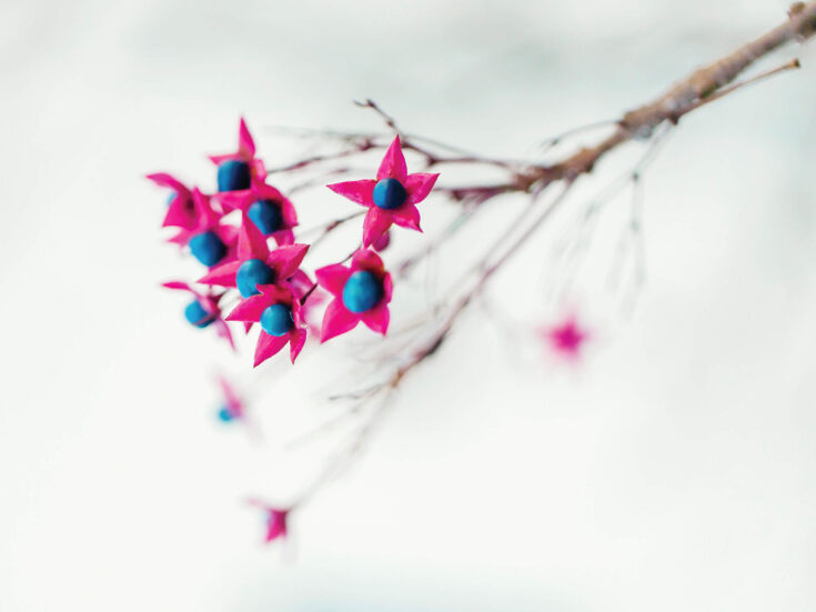 Don’t accept the commonplace: there’s a whole world of vibrant colour beyond the classic red berry