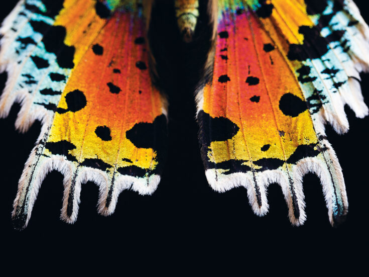 The butterfly effect