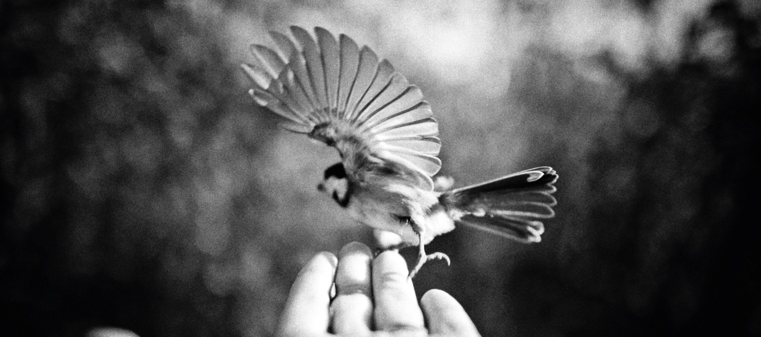 As I set free a swallow from my sitting room, I feel a glad sense of the summer to come
