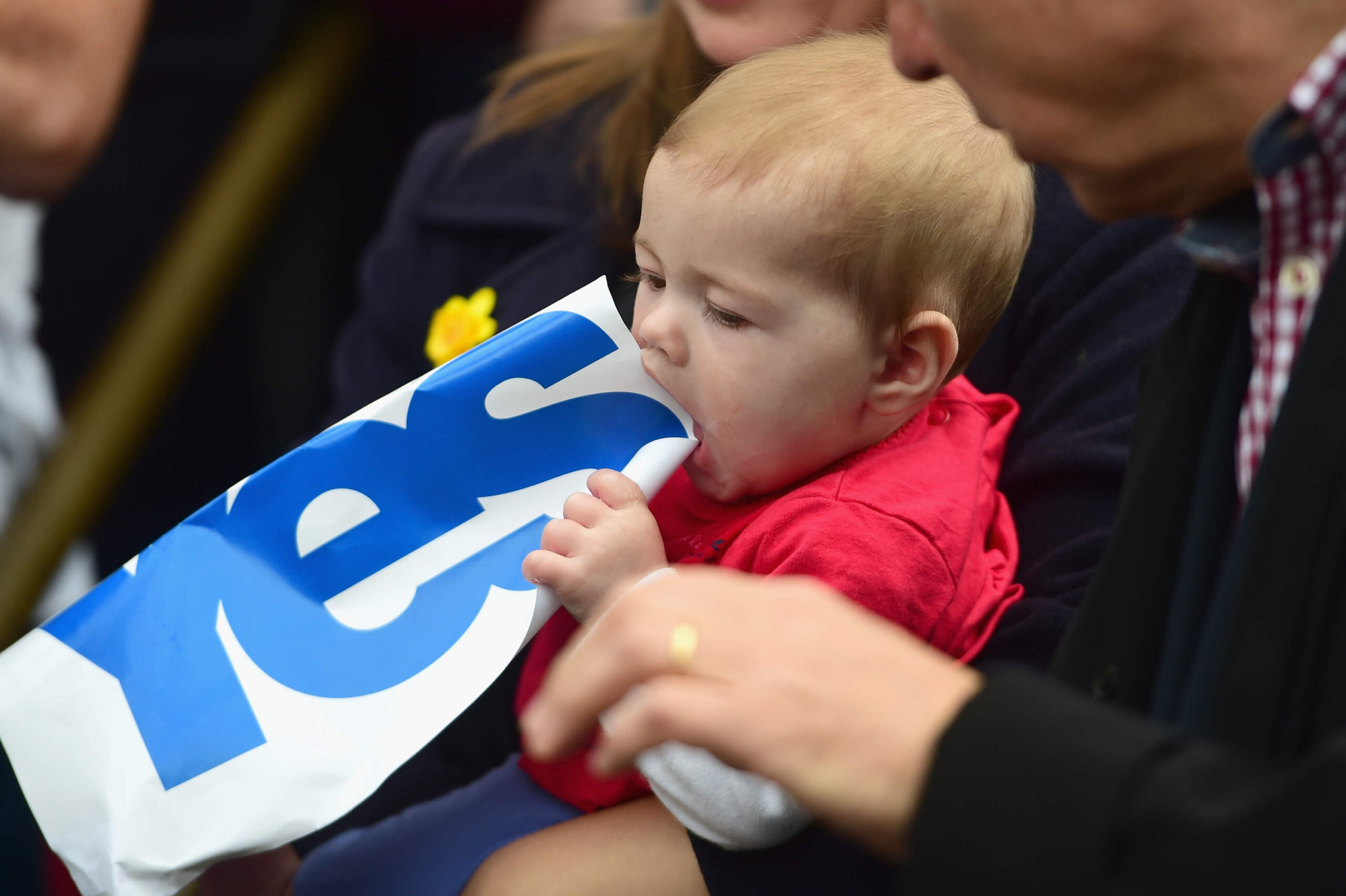 Yes, No… what do the latest polls suggest?
