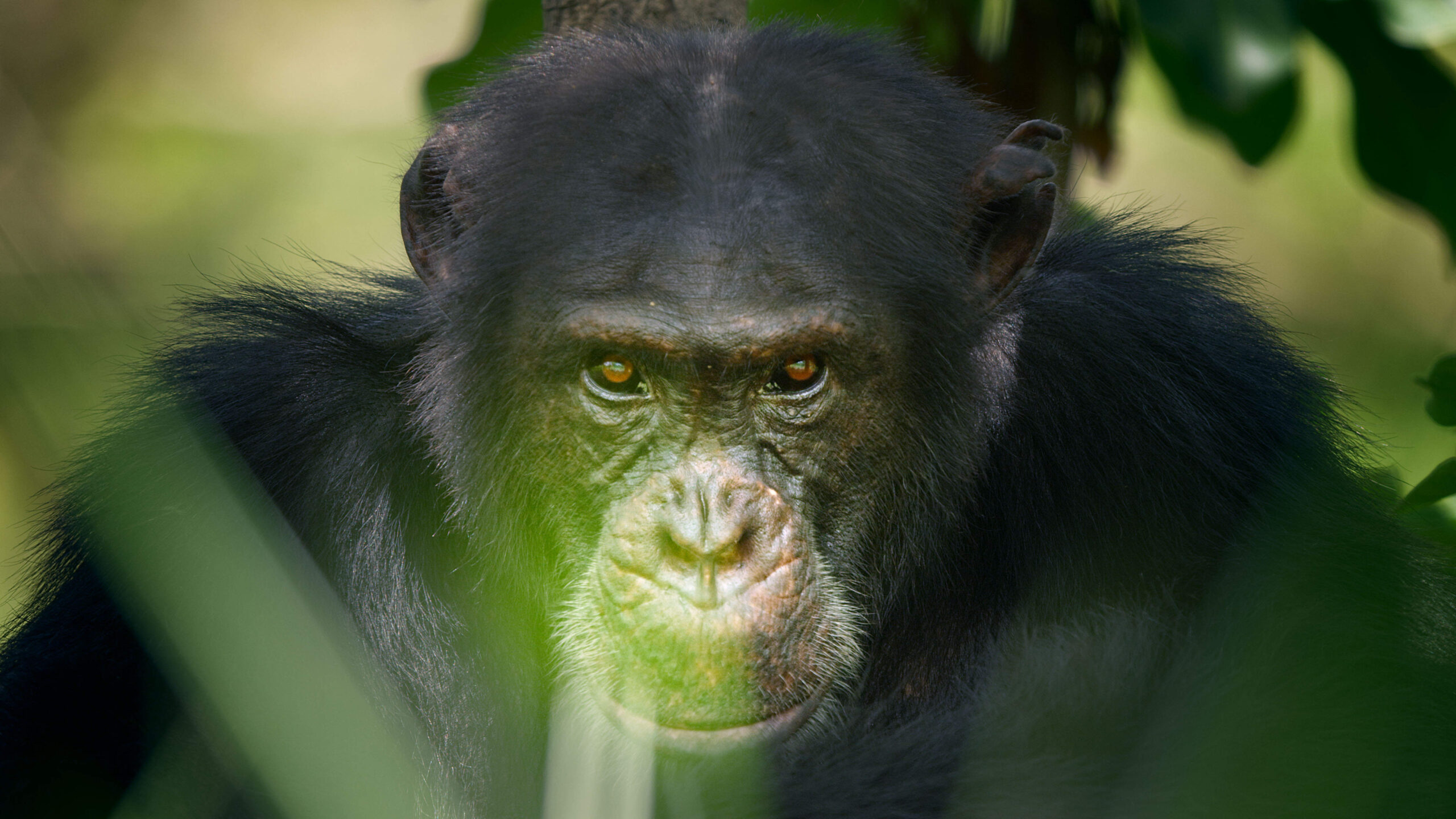 Does David Attenborough’s Dynasties dumb down animal politics?