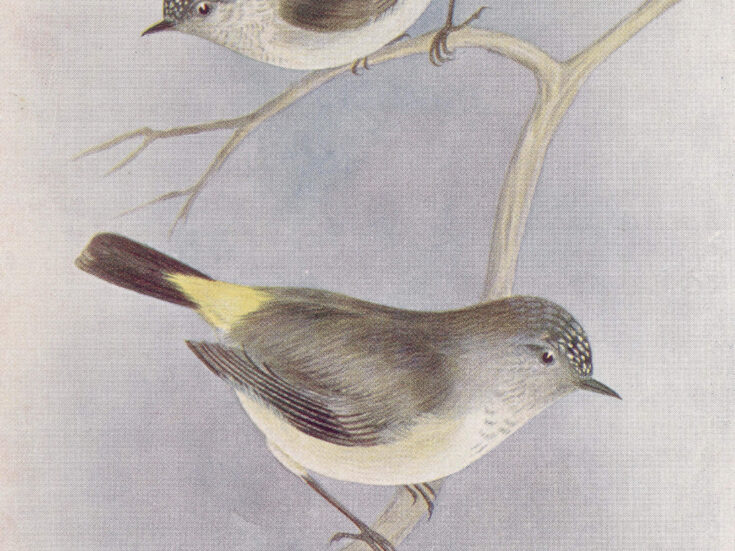 The NS Poem: Inland Thornbills