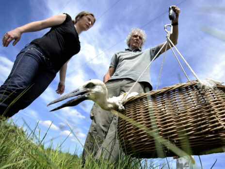How new international surveillance technology could save the birds - and us