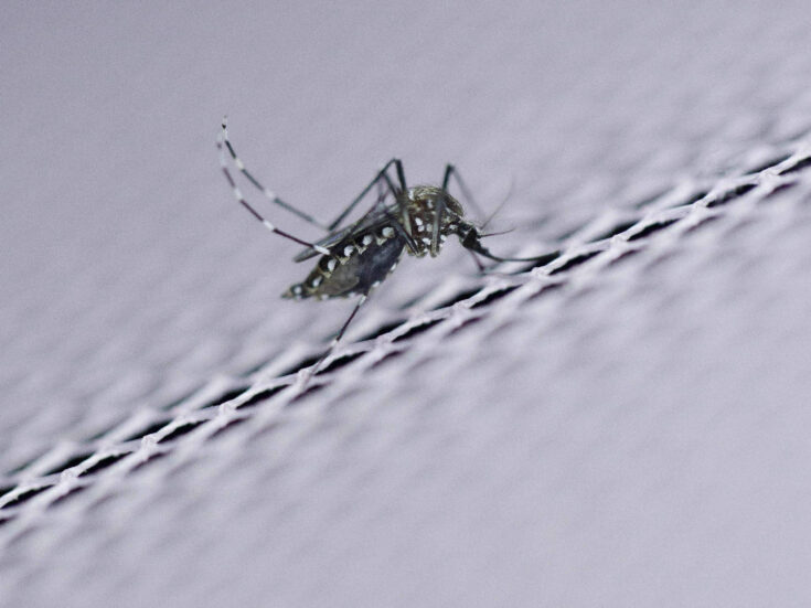 How climate change could bring deadly diseases to Britain