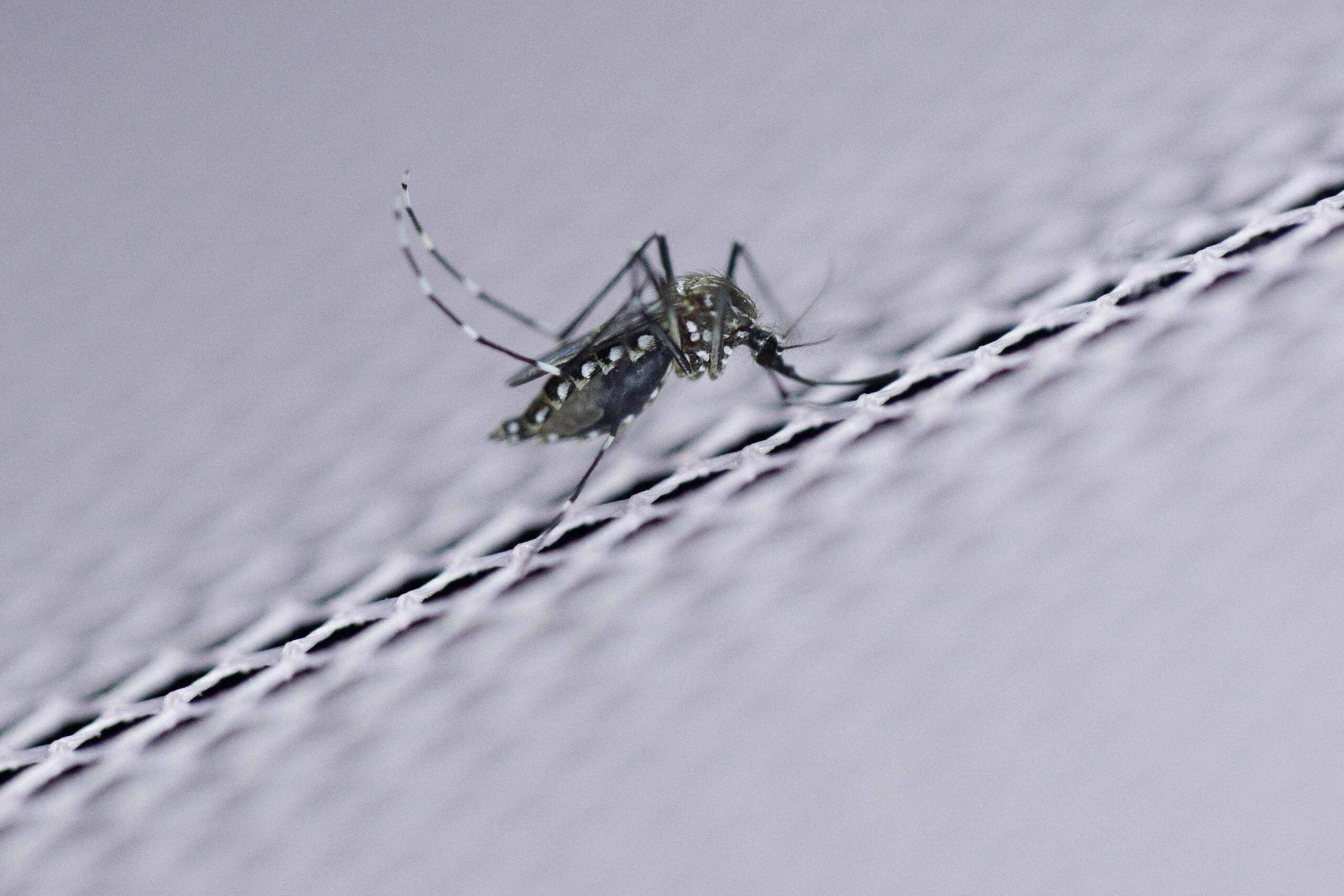 How climate change could bring deadly diseases to Britain