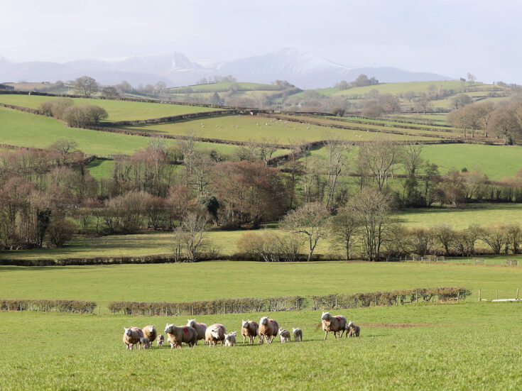 Letter of the week: Counting sheep