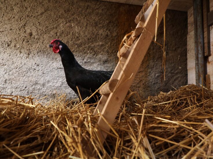 After a month away from London, with chickens for company, I’m starting to go a bit nuts