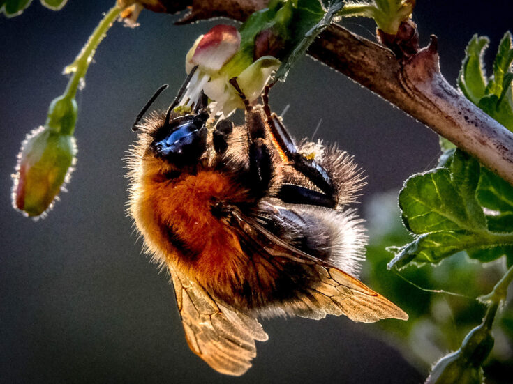 In praise of the pollinators: why bees are even more important than you think