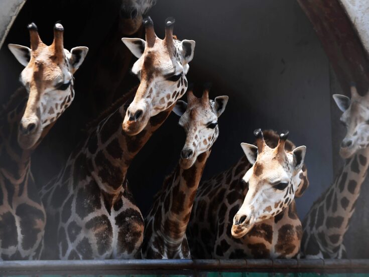 Why we should be wary of using animal behaviour in trying to explain our own