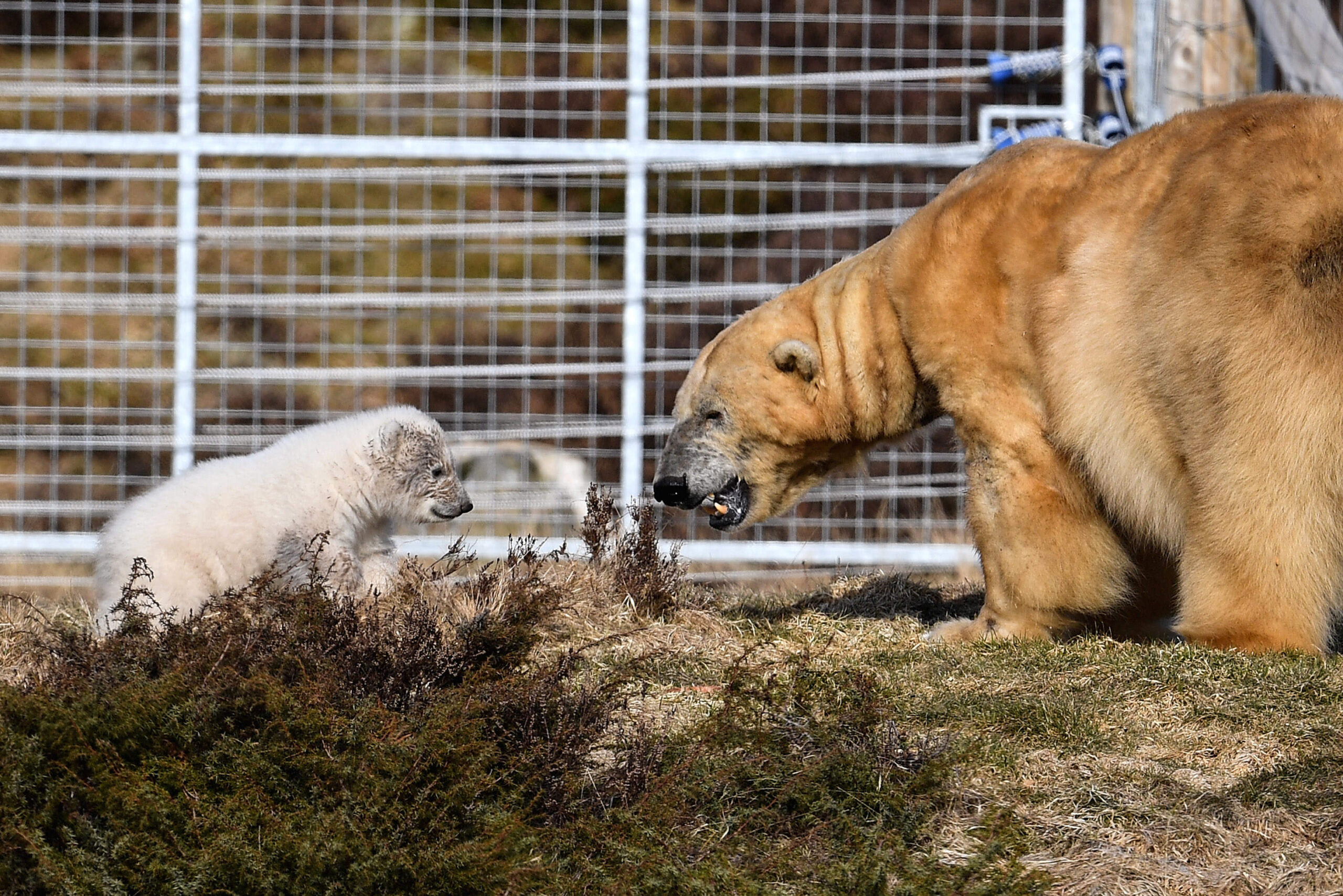 The fraught politics of the polar bear: how an Arctic icon has been exploited