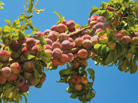 I didn’t hold out much hope for my garden’s sole tree, but then the sweet plums came