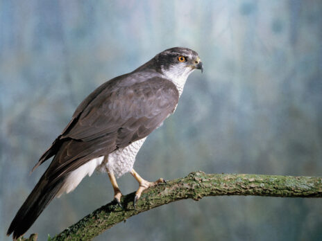 Robert Macfarlane: why we need nature writing