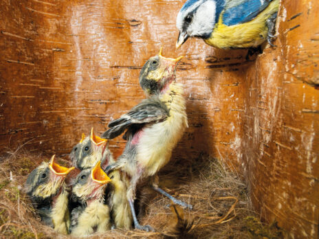 Spring Reflection: A birdhouse makes a home