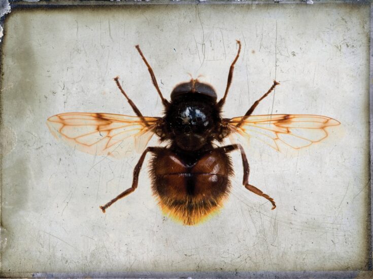Why Donald Trump poses a significant threat to the welfare of bees