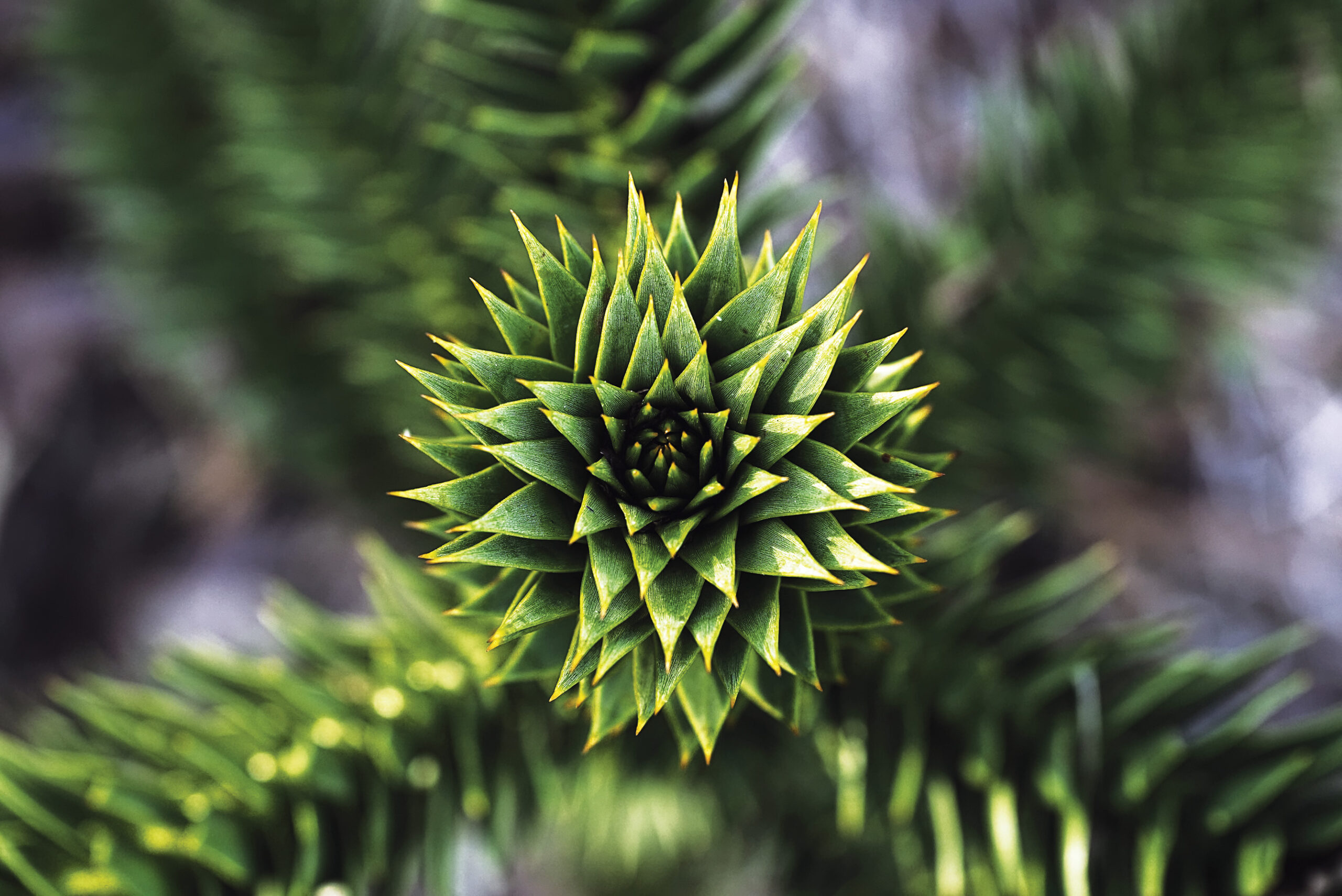How an evergreen tree can be a beautiful addition to most British gardens