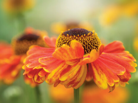 They might pass for humble flowers, but daisies are one of the largest of all plant families
