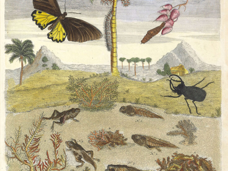 Maria Sibylla Merian’s insect paintings - New Statesman