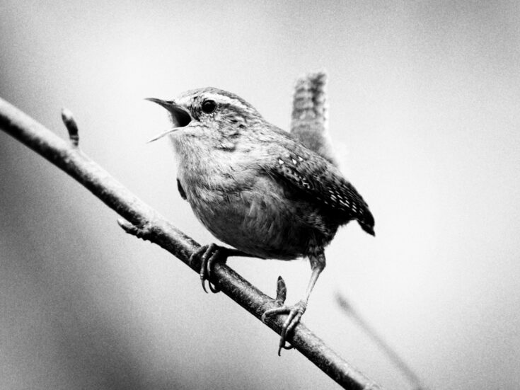 The NS Poem: Hymn to the Subjunctive