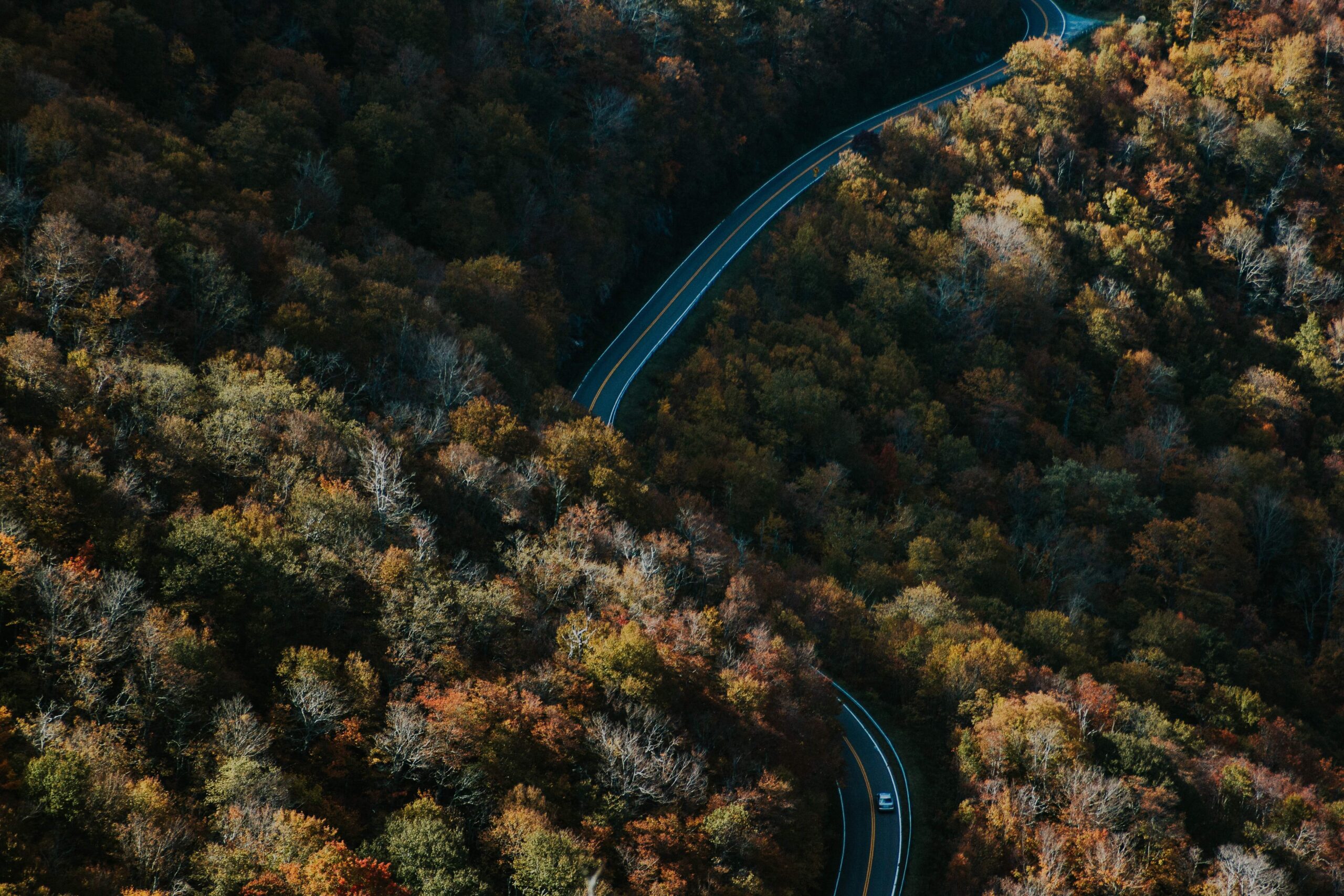 Richard Powers's eco-novel The Overstory urgently challenges our ideas about humanity and nature