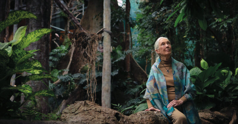 Jane Goodall’s lucid optimism