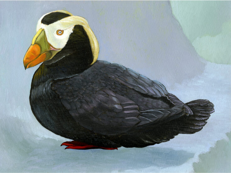 The NS Poem: Puffin, the Little Hillyard