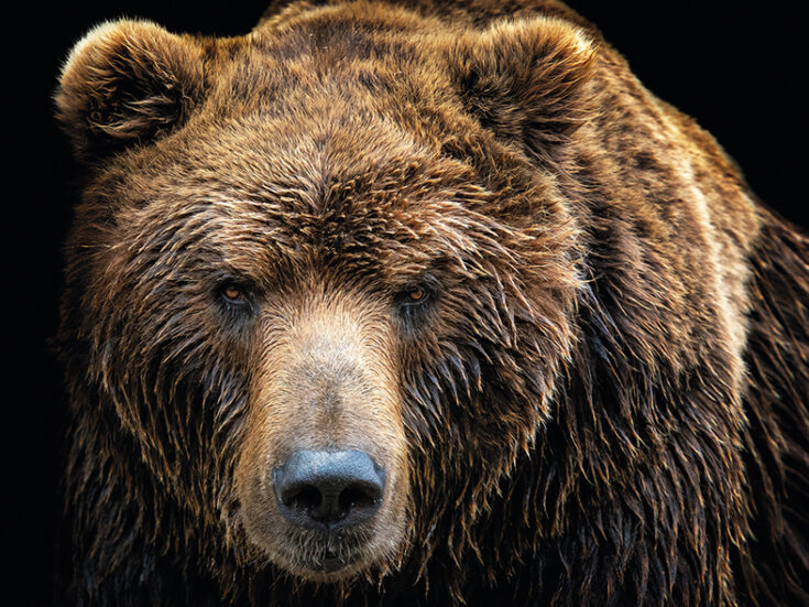 How are animals adapting to climate change?