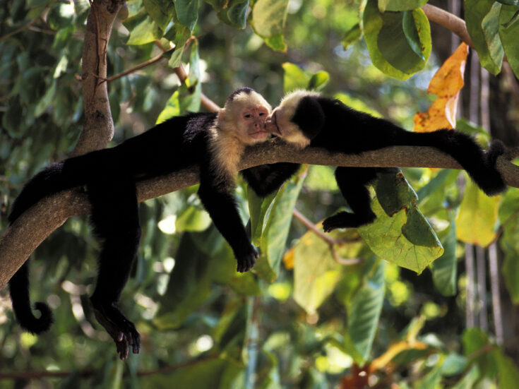 The messy sex lives of monkeys