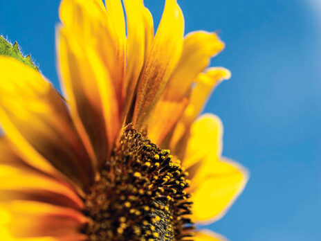 How flowers have always grown among the devastation of war