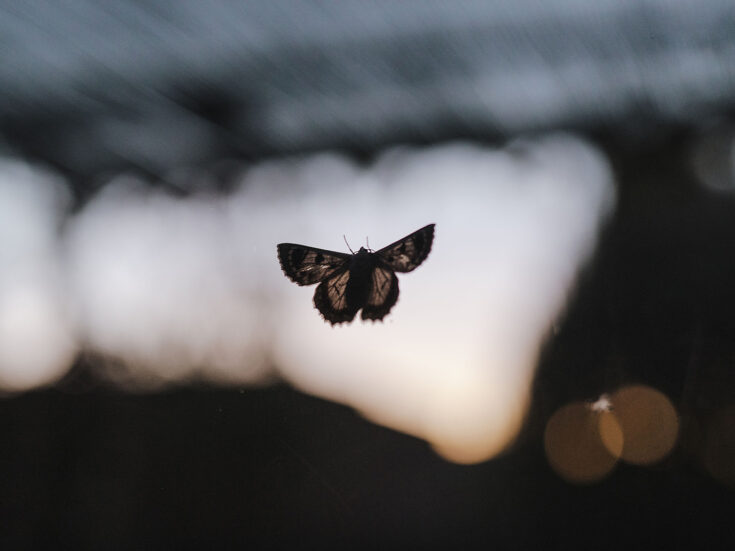 The NS Poem: Inside Grief, There is a Field