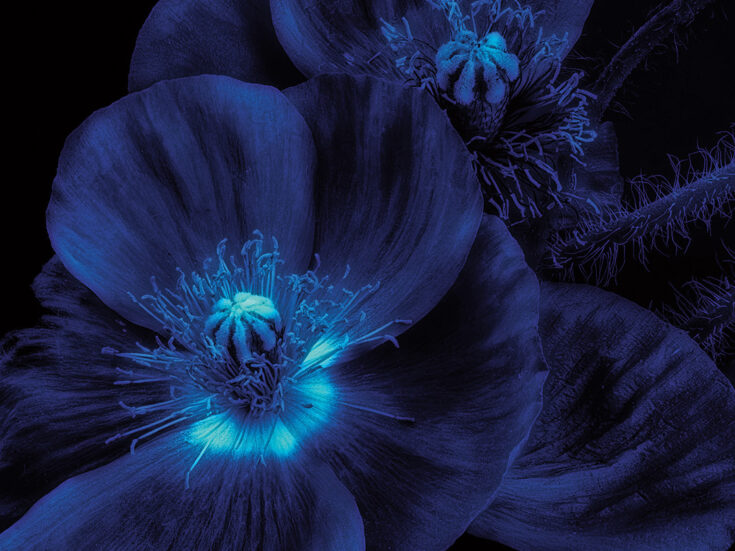 Every day the natural world reveals its intelligence, but humans choose to ignore it