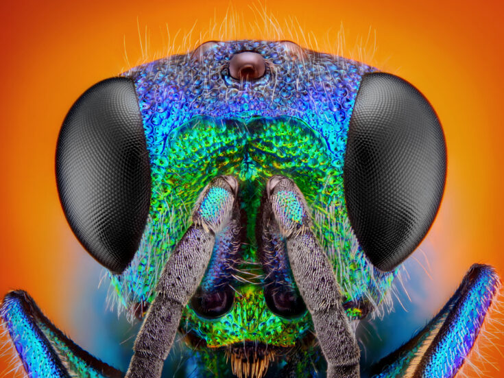 How animal senses reveal hidden worlds