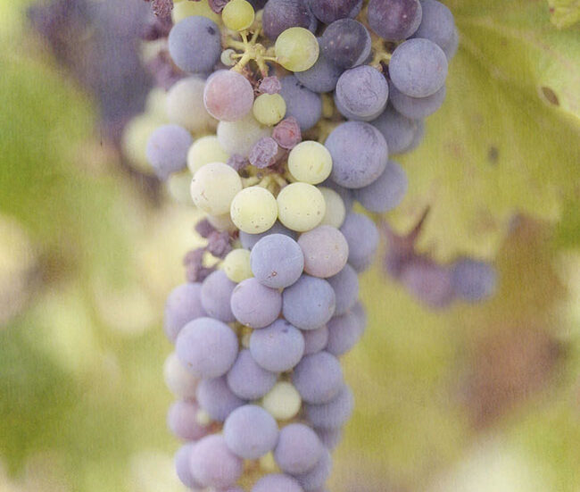 Ignore the purists who sneer – manmade grape varieties can be wonderful