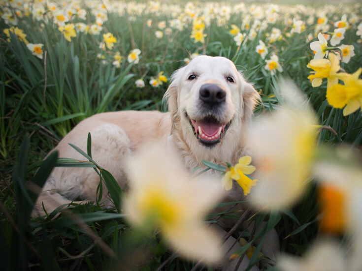 What the dog hears