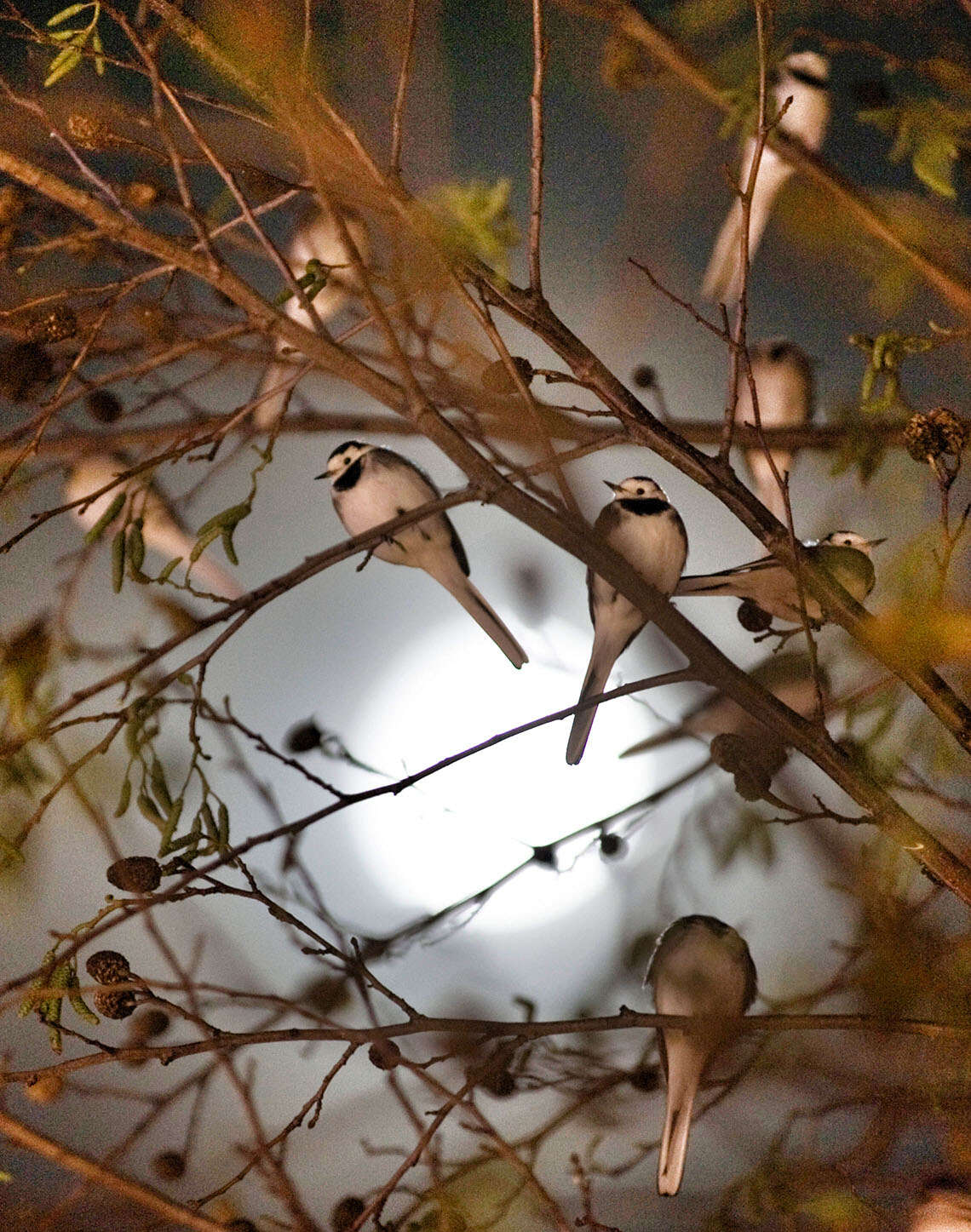 Winter Reflection: Fellowship of the flock