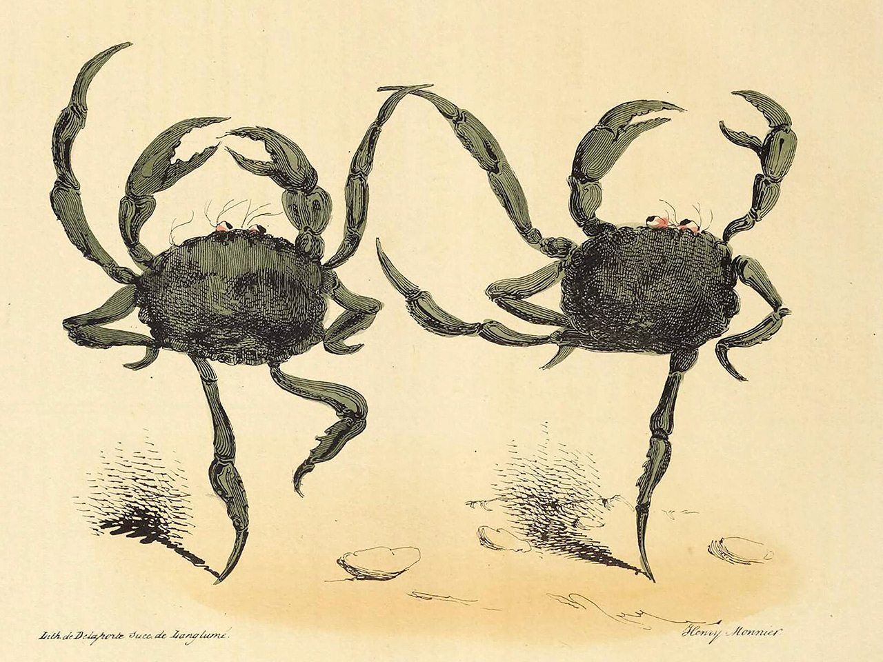 “Crabs taught me to be anti-capitalist”: how a Margate museum is on a mission to change politics