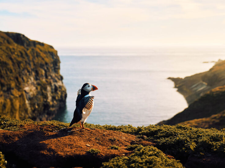 David Attenborough’s Wild Isles makes me proud to be British, despite everything